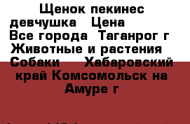 Щенок пекинес девчушка › Цена ­ 2 500 - Все города, Таганрог г. Животные и растения » Собаки   . Хабаровский край,Комсомольск-на-Амуре г.